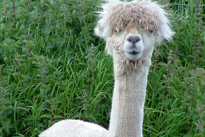 alpaca looking at the camera